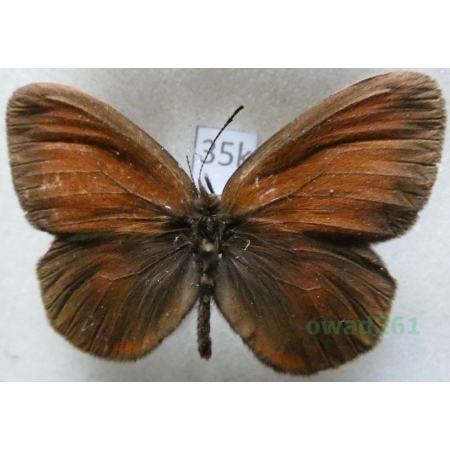 Coenonympha nolckeni Erschoff, 1874 Tadjikistan35k